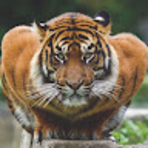 Meet your Posher, Nicholas